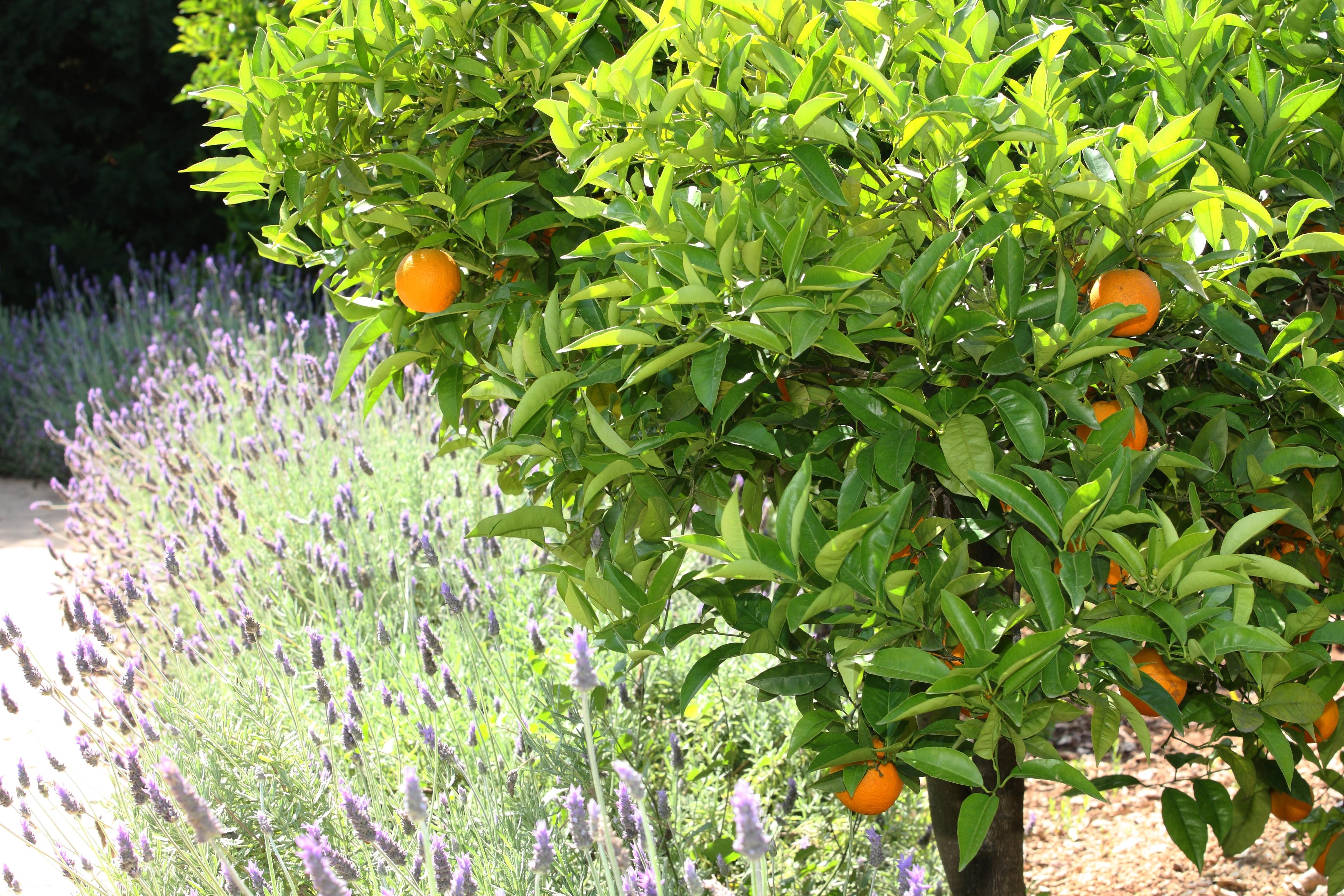 Finca Ca'S Curial - Agroturismo - Adults Only Sóller Zewnętrze zdjęcie