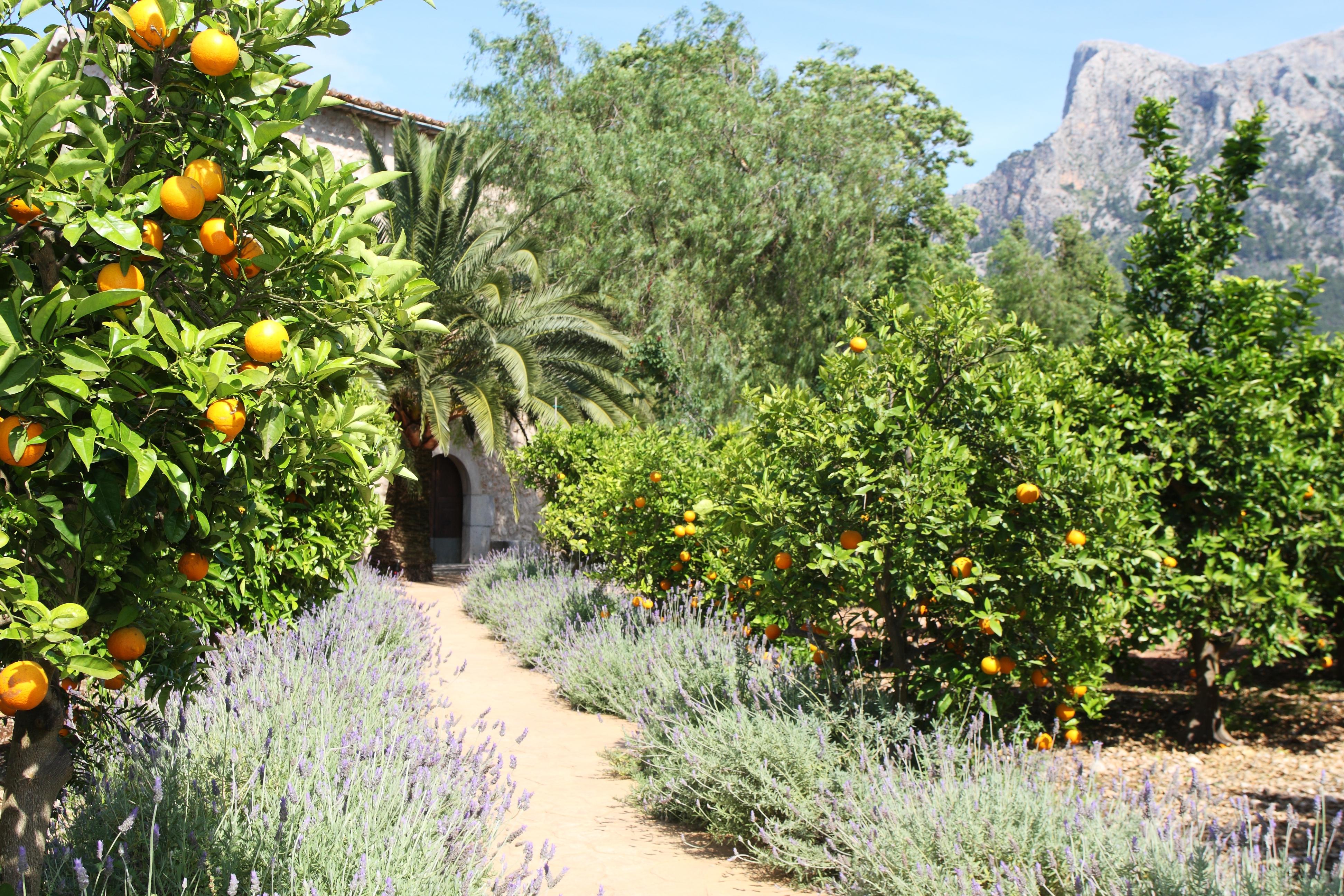 Finca Ca'S Curial - Agroturismo - Adults Only Sóller Zewnętrze zdjęcie