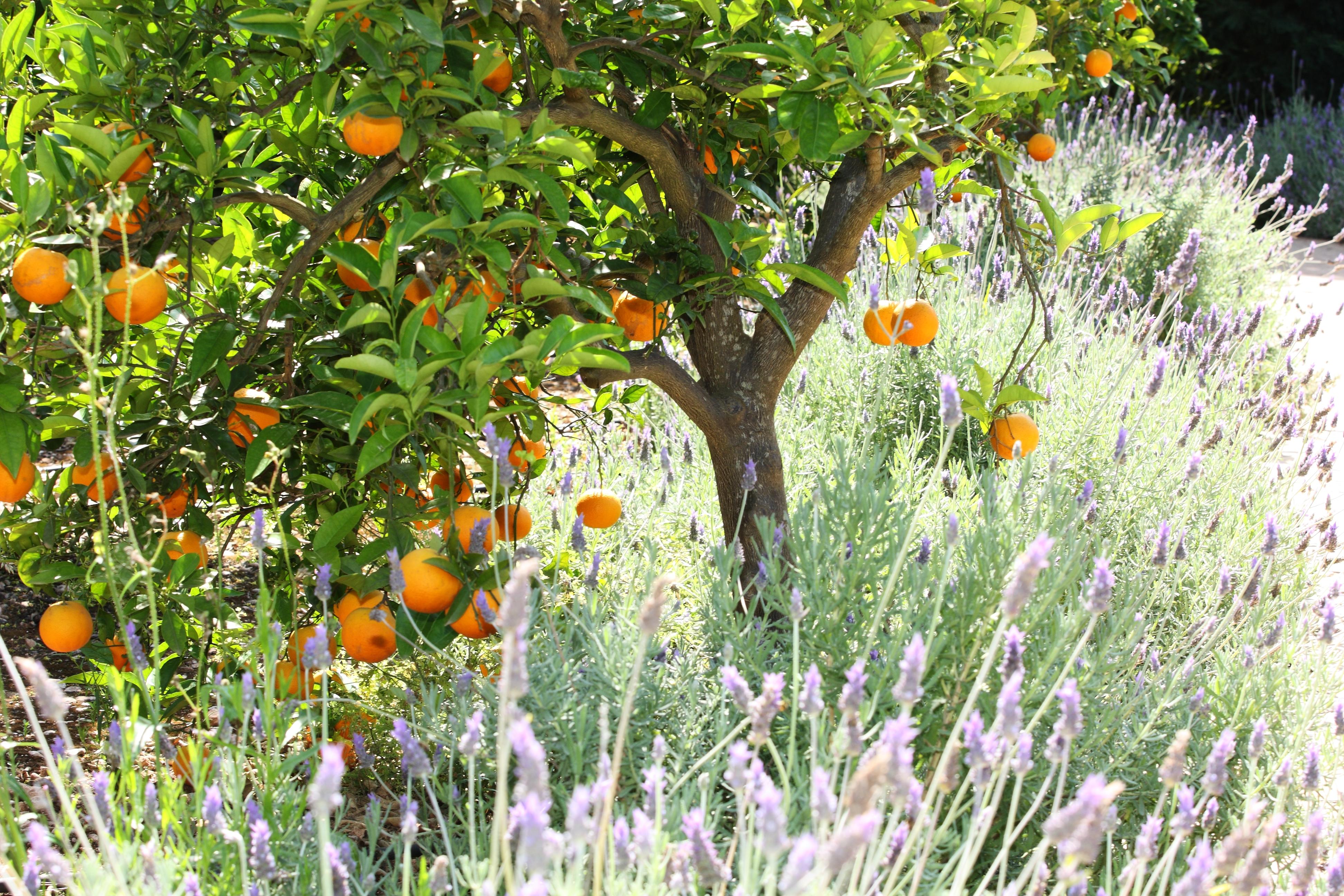 Finca Ca'S Curial - Agroturismo - Adults Only Sóller Zewnętrze zdjęcie