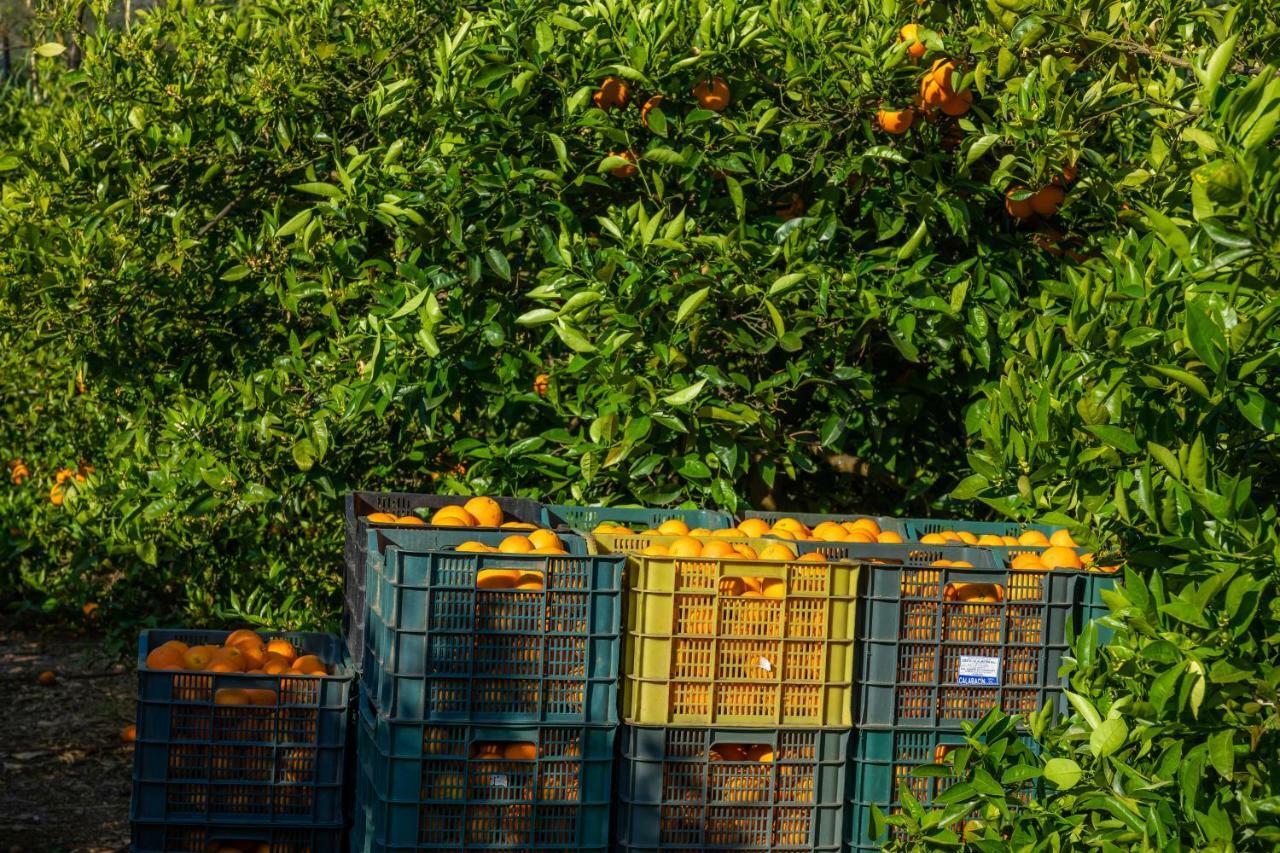 Finca Ca'S Curial - Agroturismo - Adults Only Sóller Zewnętrze zdjęcie