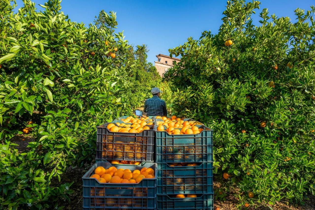 Finca Ca'S Curial - Agroturismo - Adults Only Sóller Zewnętrze zdjęcie